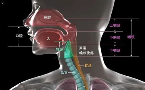 咽門|咽门